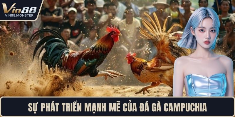 Sự phát triển mạnh mẽ của đá gà campuchia