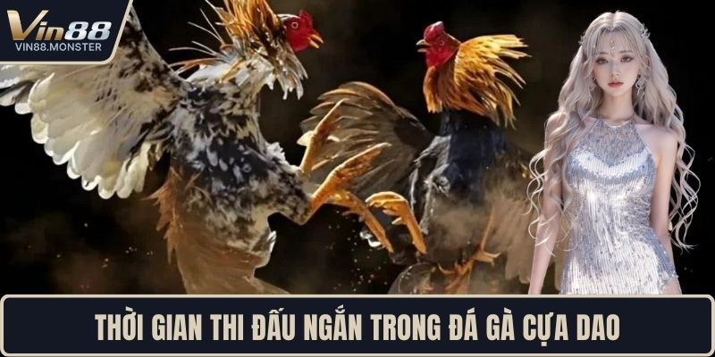 Thời gian thi đấu ngắn trong đá gà cựa dao